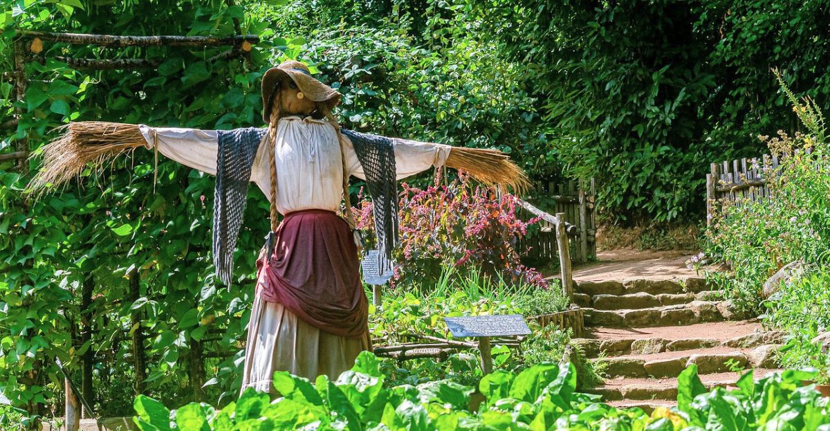 Scarecrow in veg patch